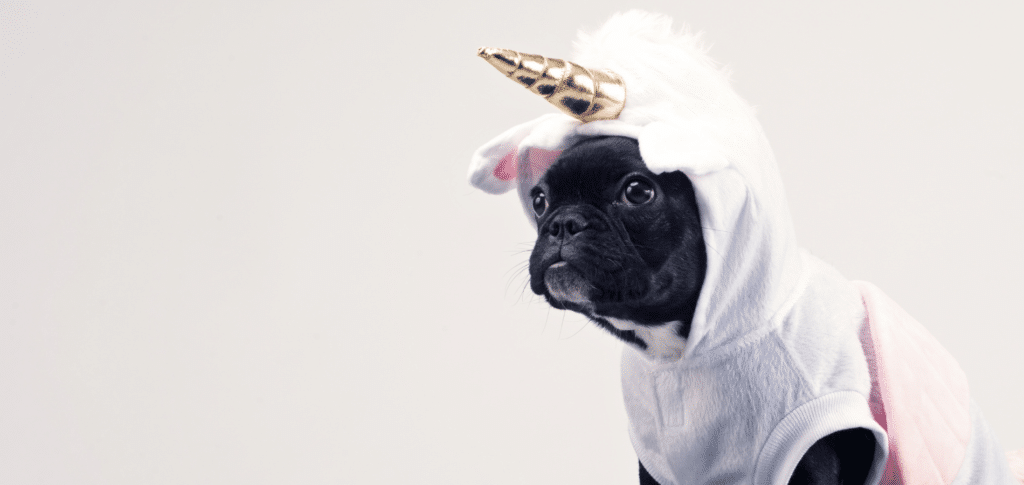pug dog dressed in unicorn costume