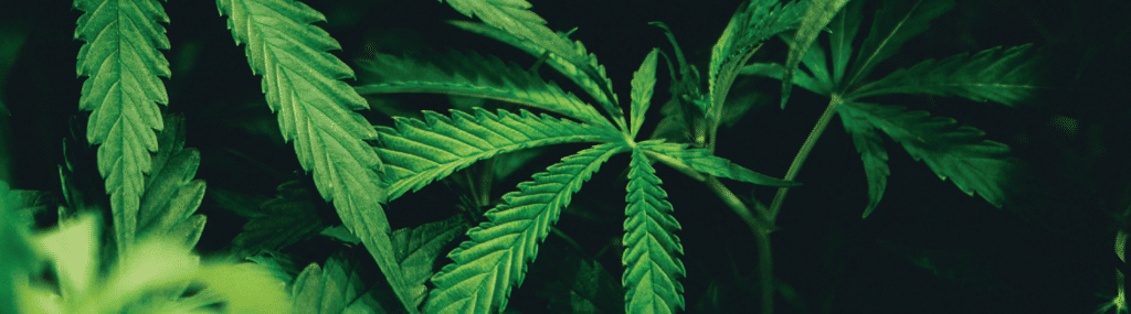 green marijuana leaves on a dark black background